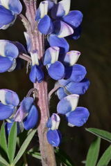 Lupinus aschenbornii