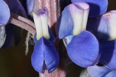 Lupinus aschenbornii