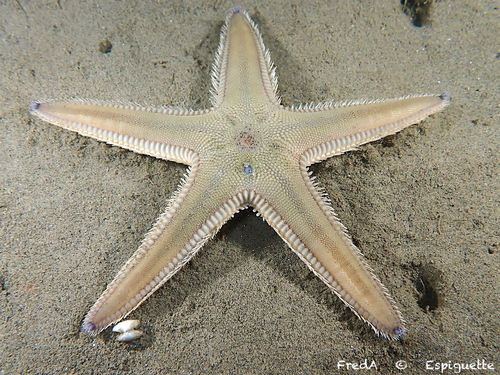 Sand Sea Star, photo 3 of 10