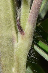 Lupinus aschenbornii