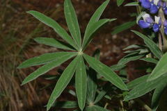 Lupinus aschenbornii