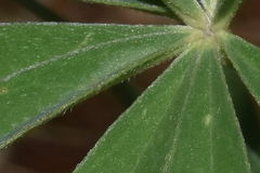 Lupinus aschenbornii