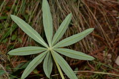 Lupinus aschenbornii