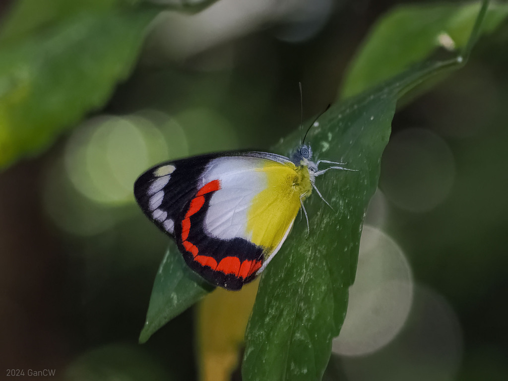 red-banded jezebel