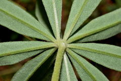 Lupinus aschenbornii