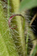 Lupinus aschenbornii