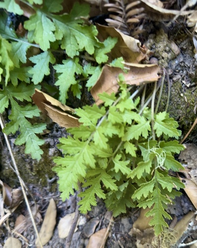 Image of Pedicularis dudleyi by no rights reserved