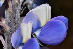 Lupinus aschenbornii