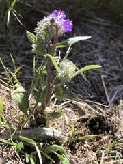 Phacelia humilis
