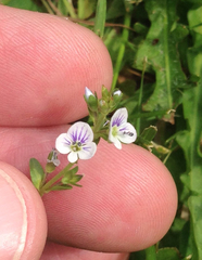 Veronica serpyllifolia serpyllifolia