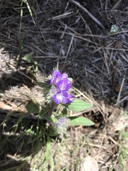 Phacelia humilis