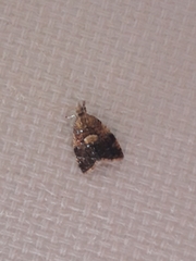 Pseudargyrotoza conwagana