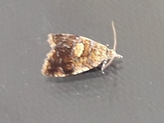 Pseudargyrotoza conwagana