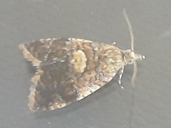 Pseudargyrotoza conwagana