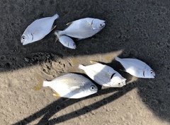 Trachinotus carolinus