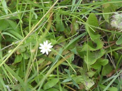 Stellaria longipes