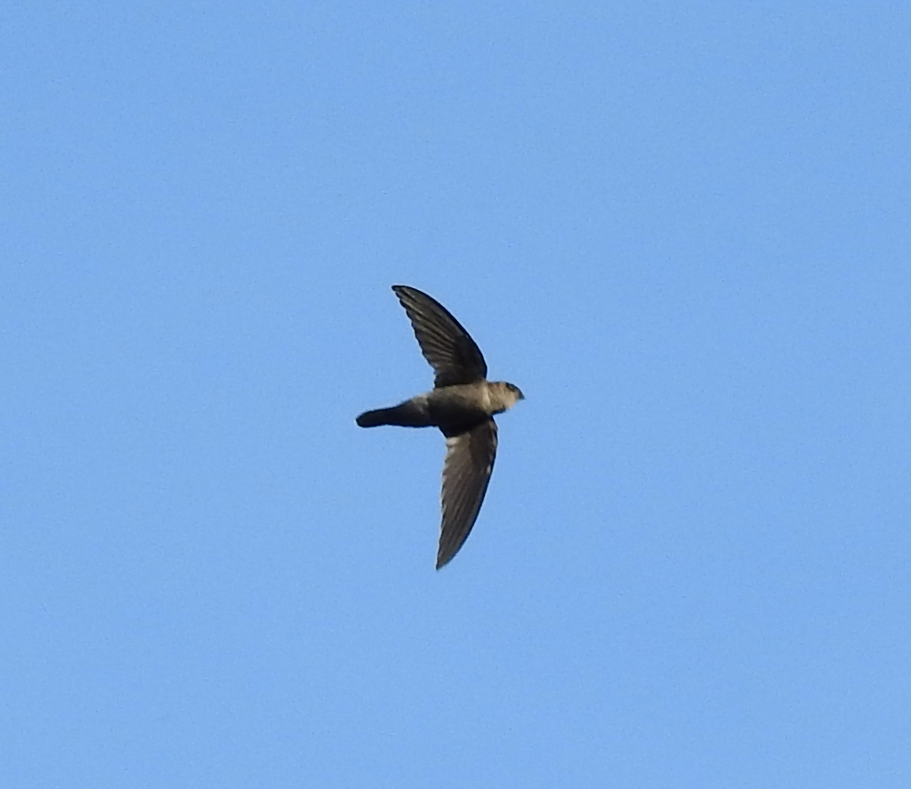 Dark Swiftlets from West Coast Park, Singapore on January 20, 2019 at ...