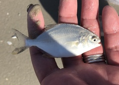 Trachinotus carolinus