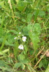 Veronica serpyllifolia serpyllifolia
