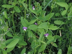 Vicia bithynica