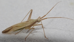 Miridius quadrivirgatus