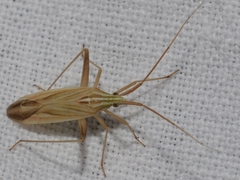 Miridius quadrivirgatus