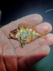 Bigeye photo 3