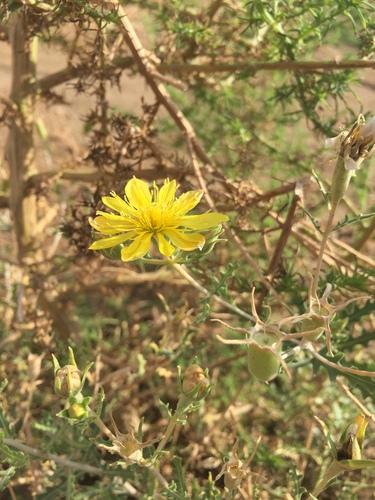 Image of Mentzelia longiloba by (c) Oscar C. González Martínez, some rights reserved (CC BY-SA)