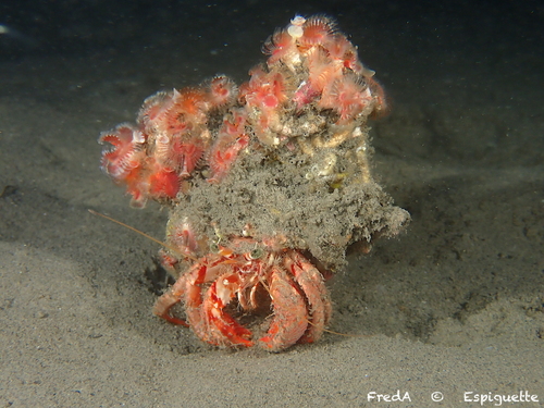 Photo of Calcareous tubeworm (Serpula vermicularis)