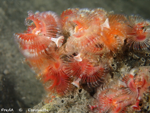 Photo of Calcareous tubeworm (Serpula vermicularis)
