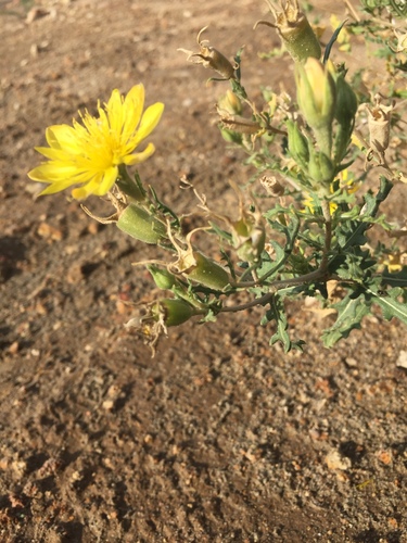 Image of Mentzelia longiloba by (c) Oscar C. González Martínez, some rights reserved (CC BY-SA)