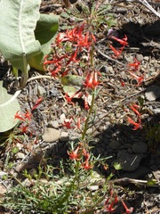 Ipomopsis aggregata formosissima