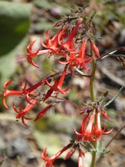 Ipomopsis aggregata formosissima