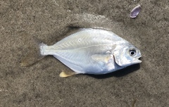 Trachinotus carolinus