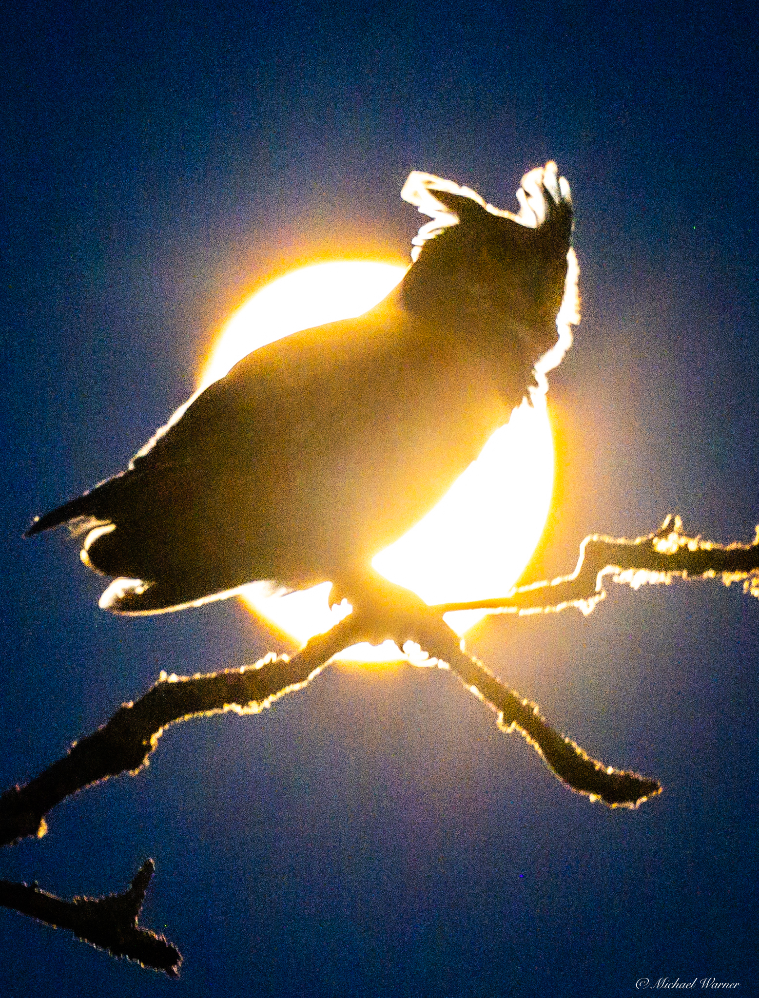 Great Horned Owl (Bubo virginianus)