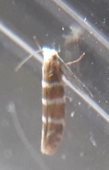 Argyresthia trifasciata