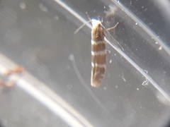 Argyresthia trifasciata