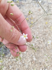 Eremogone ferrisiae