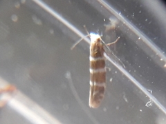 Argyresthia trifasciata