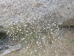 Eremogone ferrisiae
