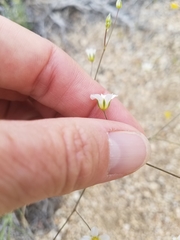 Eremogone ferrisiae