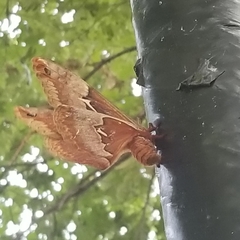 Callosamia angulifera