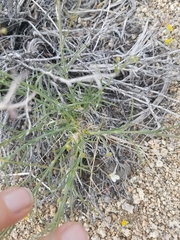 Eremogone ferrisiae