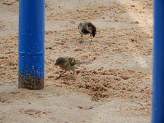 Passer domesticus