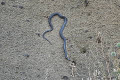 Dolichophis jugularis