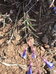 Penstemon roezlii