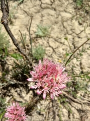 Pseudosedum