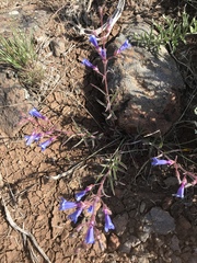 Penstemon roezlii