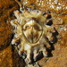 Brown Barnacle - Photo (c) tangatawhenua, some rights reserved (CC BY-NC), uploaded by tangatawhenua