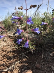 Penstemon roezlii